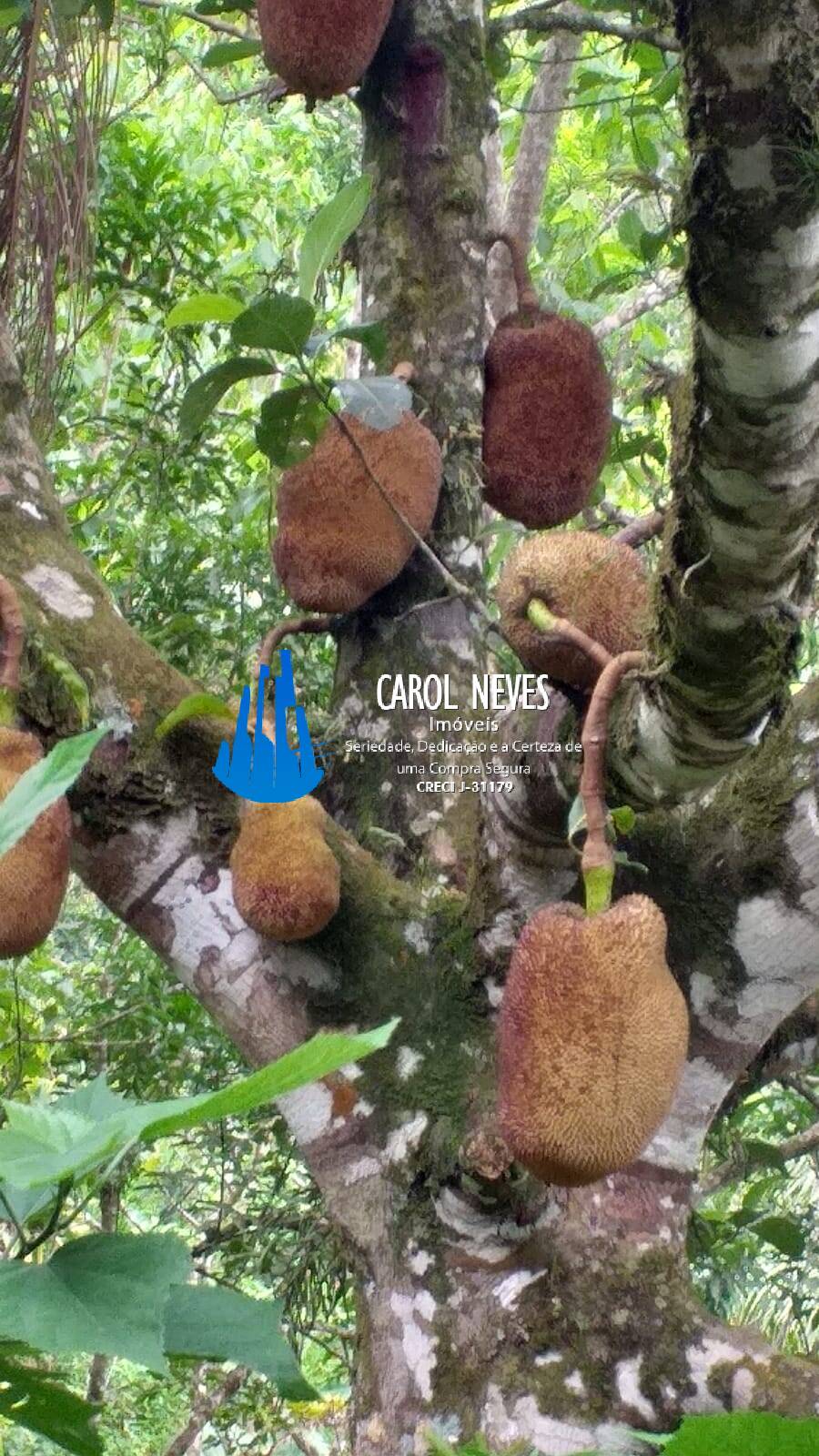 Sítio, 2 quartos, 16 hectares - Foto 2