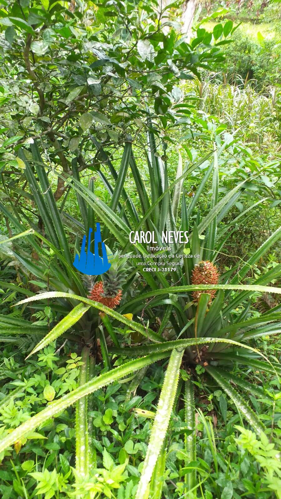 Sítio, 2 quartos, 16 hectares - Foto 4